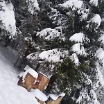 Деревянный коттедж Riviera